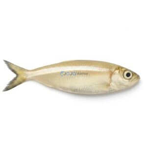 White Sardine (Mithoo)