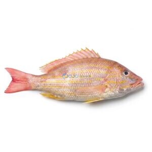 Indian Snapper (Kanalcha)