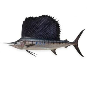 Indo-Pacific Sailfish (Ghora)