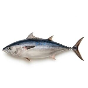 Longtail Tuna (Dhawan)
