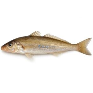 Silver Sillago (Ladyfish)