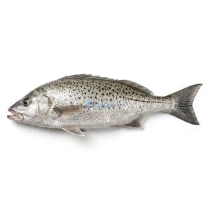 Smallspotted Grunter (Hulari Dhotar)