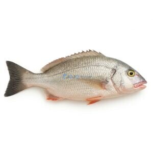Sobaity Seabream (Dathi)