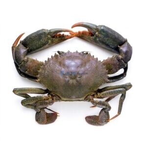 Fresh Mud Crab