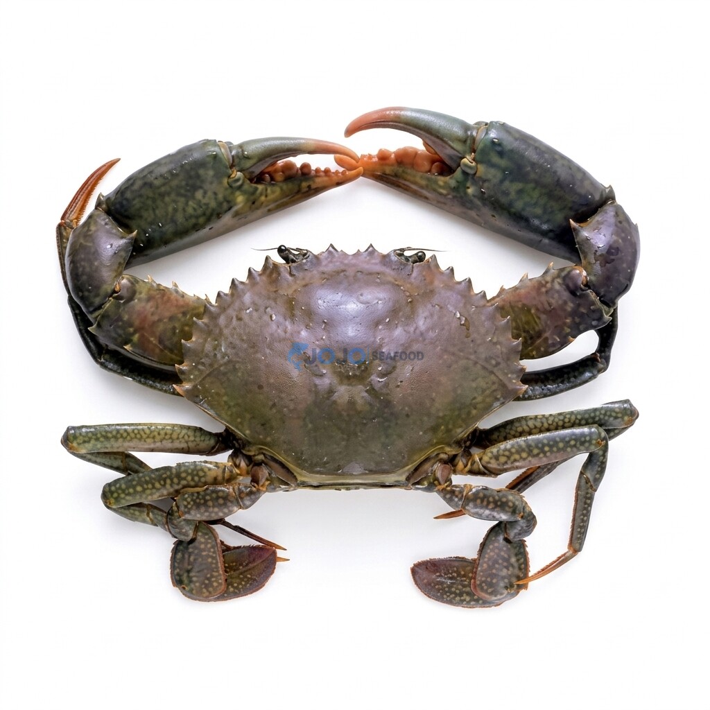 Mud Crab Fresh Mud Crab