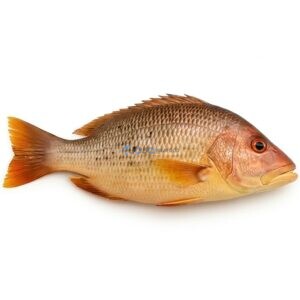 Red Snapper (Heera)