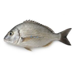 Goldlined Seabream (Kapartan)