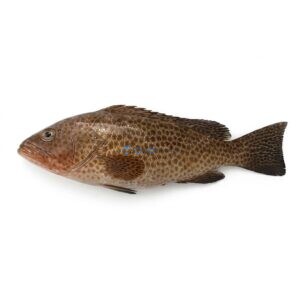 Smallscaled Grouper (Chunni Gissar)