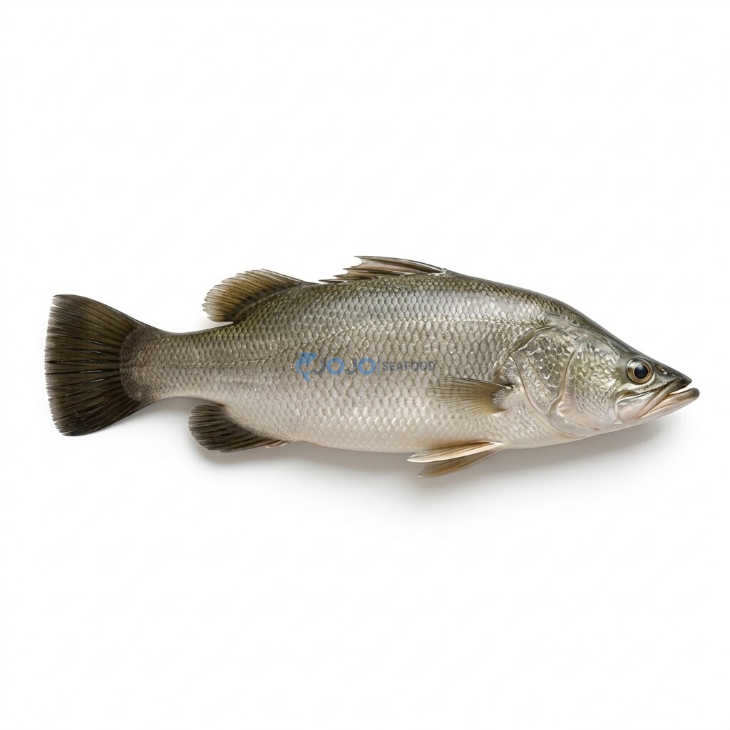 Barramundi (Dangri)