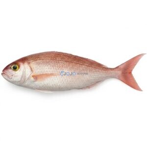 Crimson Jobfish (Khopra)
