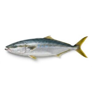 Rainbow Runner (Safi)