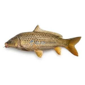 Common Carp (Gulfam)