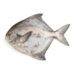 Silver Pomfret (Gabbar Paplet)