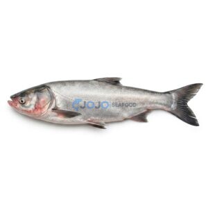 Silverfin