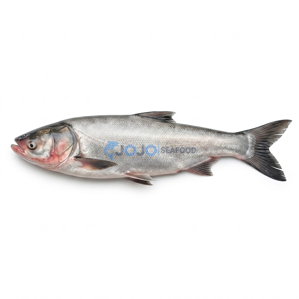 Silverfin Silverfin