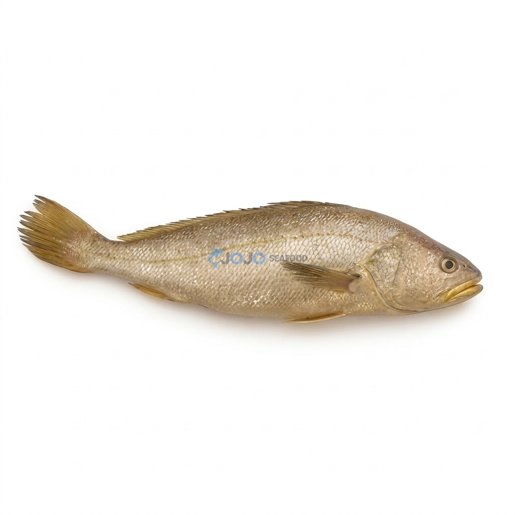 Bronze Croaker (Raingar)