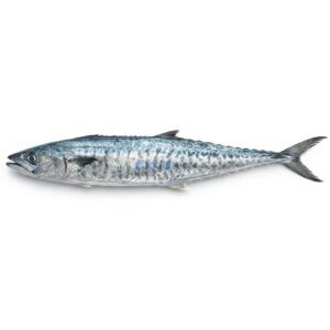 Kingfish (Surmai)
