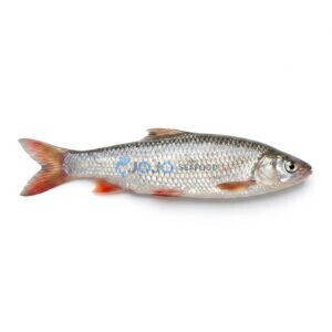 Mrigal Carp (Murathi)