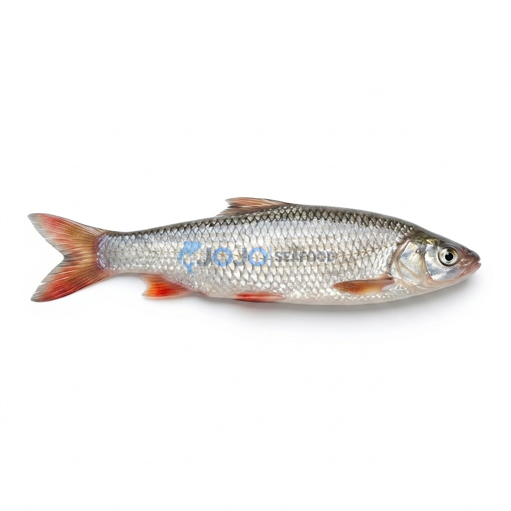 Mrigal Carp (Murathi) Mrigal Carp (Murathi)