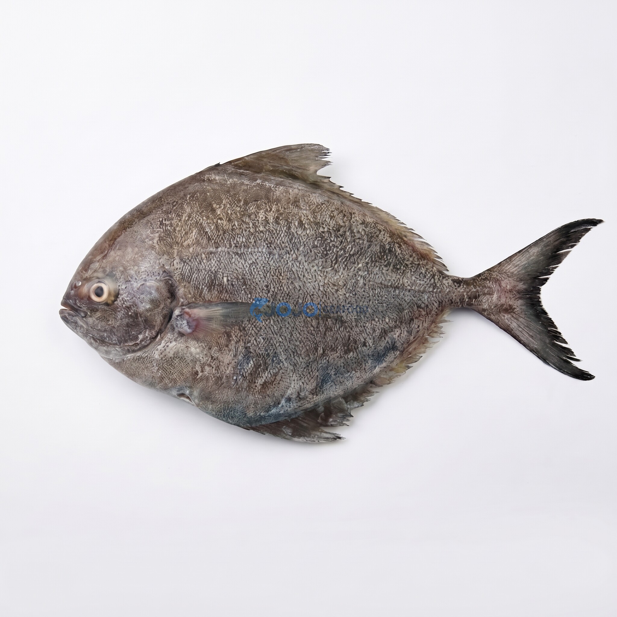 Black Pomfret (Kala Paplet)